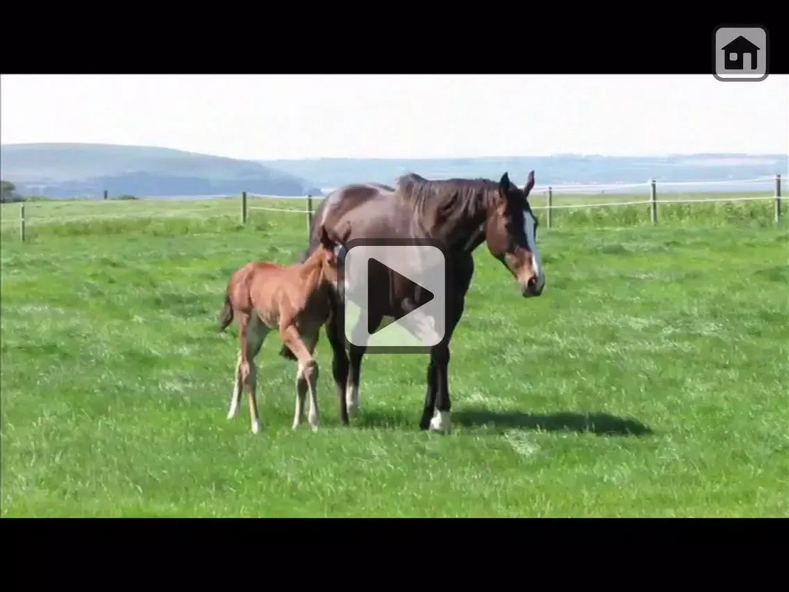 100 Things: Horses – Video & Picture Book for Toddlers iPad 应用截图