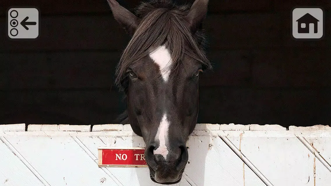 100 Things: Horses – Video & Picture Book for Toddlers应用截图