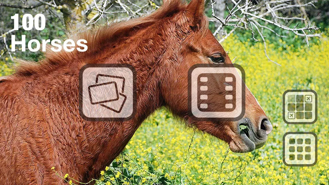 100 Things: Horses – Video & Picture Book for Toddlers应用截图