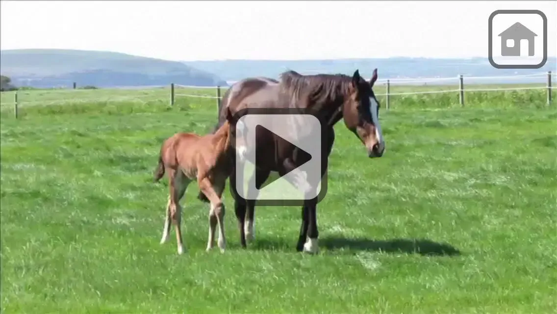 100 Things: Horses – Video & Picture Book for Toddlers应用截图