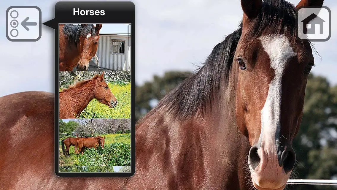 100 Things: Horses – Video & Picture Book for Toddlers应用截图