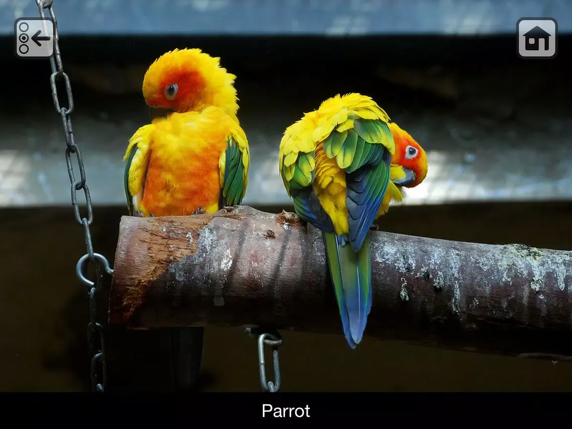 Ảnh chụp màn hình của 100 Things: Zoo Animals - Video & Picture Book for Toddlers iPad 