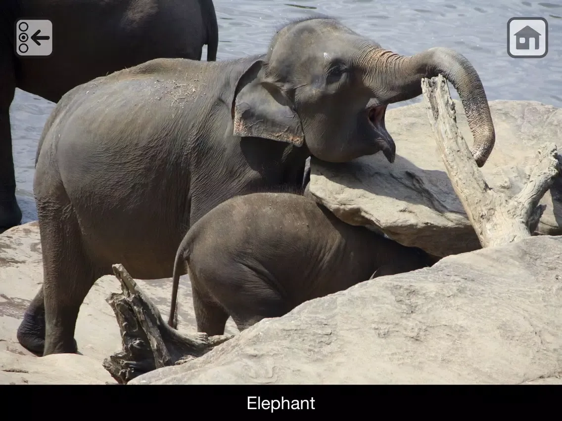 Ảnh chụp màn hình của 100 Things: Zoo Animals - Video & Picture Book for Toddlers iPad 