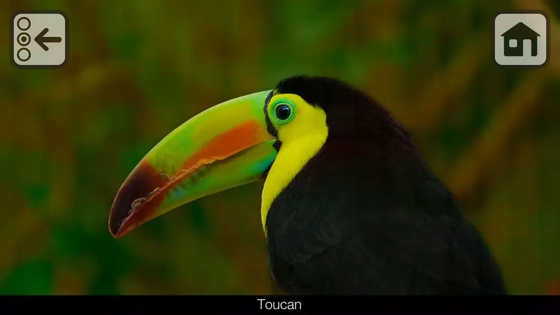 Ảnh chụp màn hình của 100 Things: Zoo Animals - Video & Picture Book for Toddlers