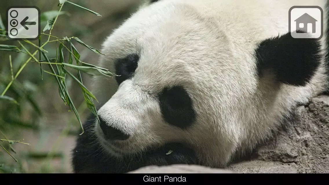 Ảnh chụp màn hình của 100 Things: Zoo Animals - Video & Picture Book for Toddlers