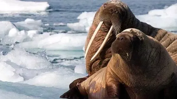 prehistoric animal documentari应用截图