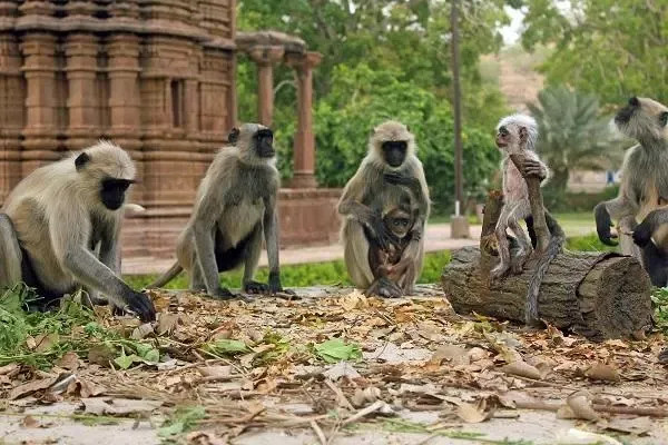 prehistoric animal documentari应用截图