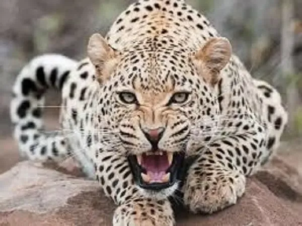 prehistoric animal documentari应用截图