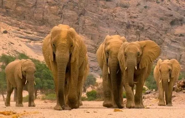 prehistoric animal documentari应用截图