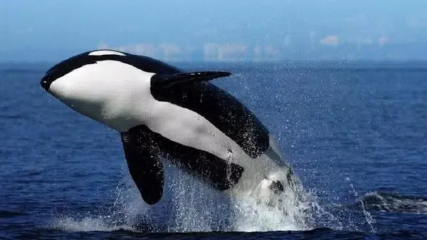 prehistoric animal documentari应用截图