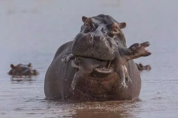 prehistoric animal documentari应用截图