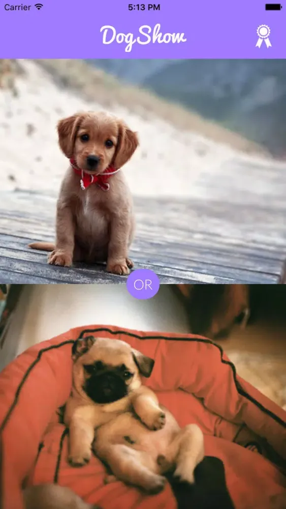 Zrzuty ekranu DogShow - The Cutest Puppy Game