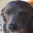 GrogDog