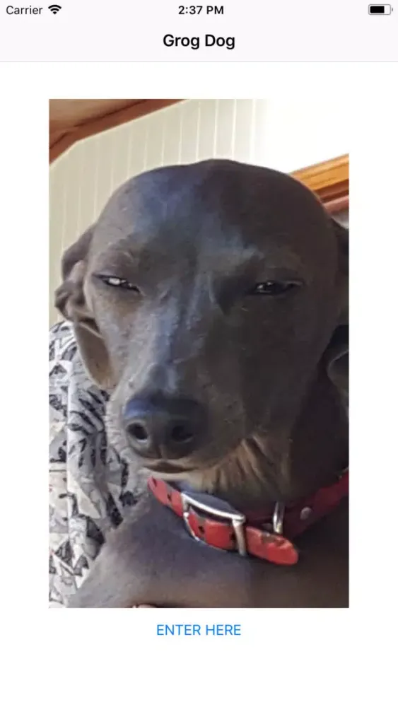 Capturas de pantalla de GrogDog
