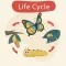 Learn life cycle for toddler