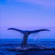 WhaleSong WhaleSong