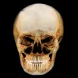 Dental Panoramic Radiology