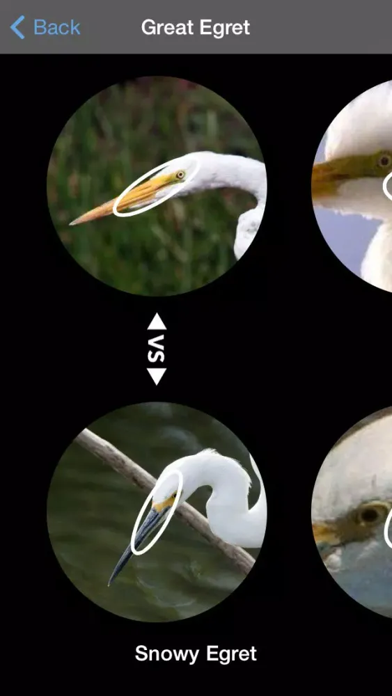 Birdsnap 스크린샷