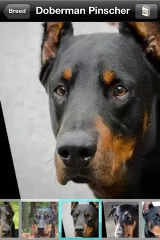 Dogsnap スクリーンショット