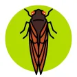 Cicada Safari