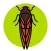Cicada Safari