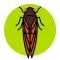 Cicada Safari