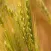 Wheat Variety Selection