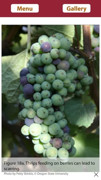 Vineyard Growth Screenshots