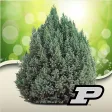 Purdue Shrub Doctor Purdue Shrub Doctor