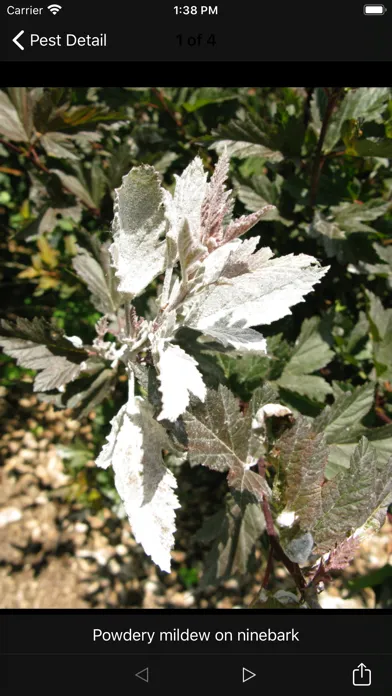 صور Purdue Shrub Doctor