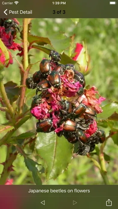 صور Purdue Shrub Doctor