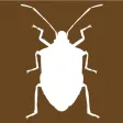 Midwest Stink Bug