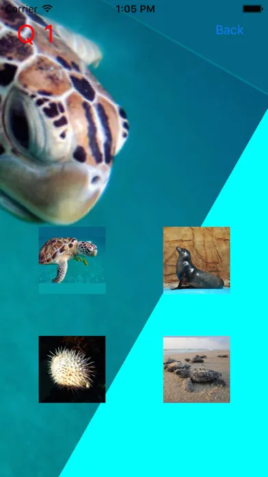 Captures d'écran de Which Is The Same Fish? for Clownfish and Friends