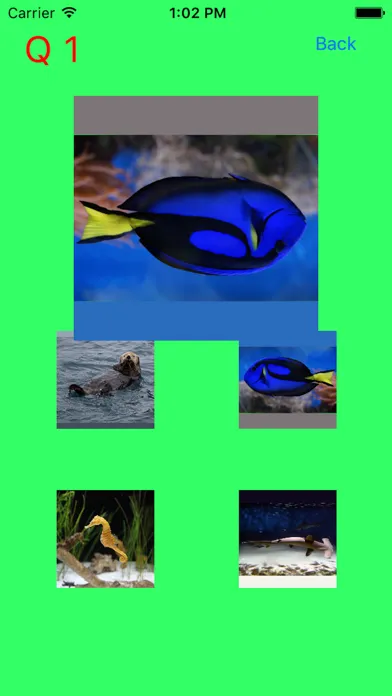 Captures d'écran de Which Is The Same Fish? for Clownfish and Friends