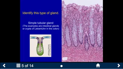 Histology - Basic Tissues سکرین شاٹس