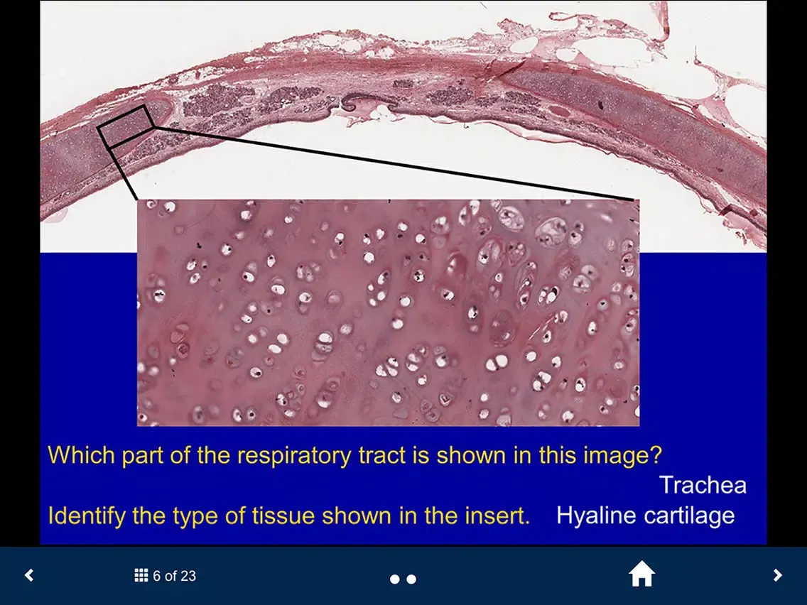 ภาพหน้าจอของ Histology - Cardiovascular and Lymphatic System iPad 