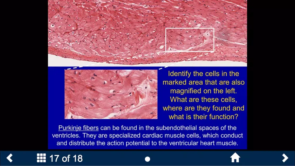 ภาพหน้าจอของ Histology - Cardiovascular and Lymphatic System