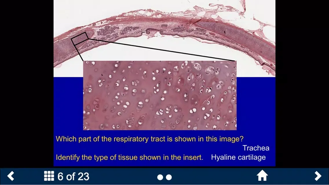 ภาพหน้าจอของ Histology - Cardiovascular and Lymphatic System