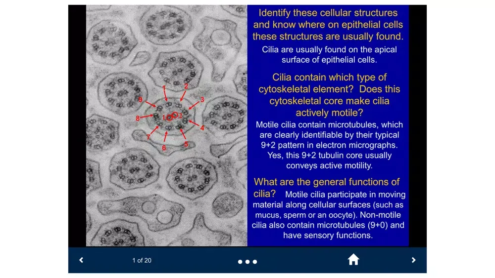 Histology Lite - SecondLook Screenshots