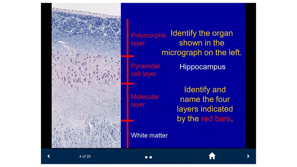 Histology Lite - SecondLook Screenshots