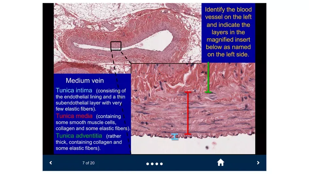 Histology Lite - SecondLook Screenshots