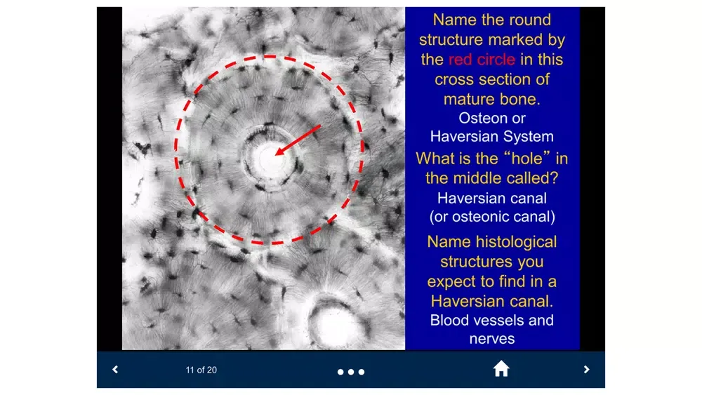 Histology Lite - SecondLook Screenshots