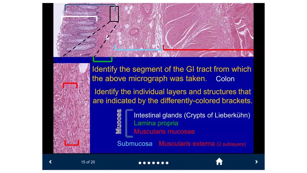 Histology Lite - SecondLook Screenshots