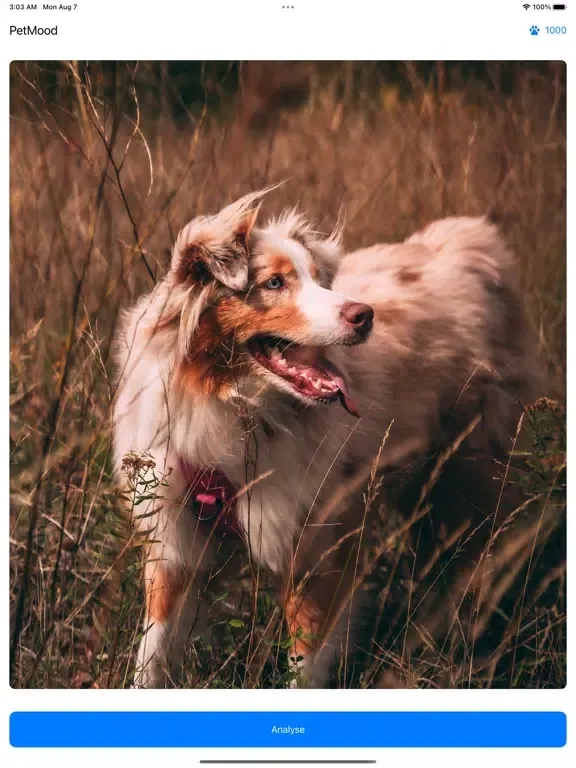 Pet Mood - Emotion Prediction iPad  স্ক্রিনশট