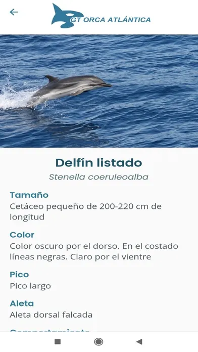 Capturas de tela do GT Orcas