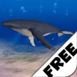 Humpback Whale Free Humpback Whale Free
