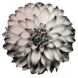 Blossom App Blossom App