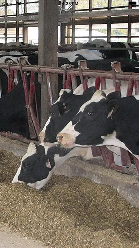 Скриншоты Tri-State Dairy Nutrition Conf