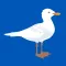 The Gulls - Live Scores & News