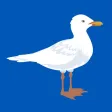 The Gulls - Live Scores & News The Gulls - Live Scores & News